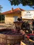Грозде "Мерло" за вино 🍷, снимка 4
