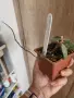 Хоя Flagelata splash, снимка 2