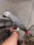 Бебета кралско жако, снимка 1