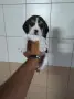 Бигъл елизабет.   , снимка 3