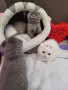 Шотландски клепоухи котета , снимка 18