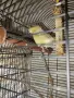 Продавам Канари 6 бр и 4 бр клетки с всички аксесоари!, снимка 3