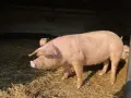 Продавам Прасета, снимка 3