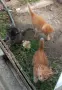 Подаряваме котета., снимка 7
