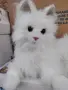 Котка плюш фюр реал, снимка 1
