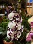 Орхидея, снимка 1 - Стайни растения - 44364150