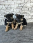 Немски овчарки , снимка 4