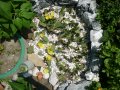 Студоустойчиви кактуси Опунция (Бодлива круша) подходящи за Вашата красива градина, снимка 12