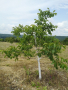 12 декара Орехова градина със 120 дървета на 7 години влезли в плододаване 0886167714 , снимка 4