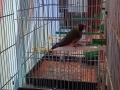 Гулдови амадини, снимка 2