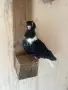 Шуменски гълъби, снимка 2