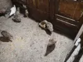 Фазани.                 ., снимка 2