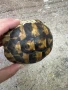 Костенурка черупка , снимка 2