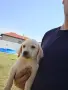 Лабладор Ретривър.., снимка 4