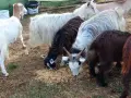 свободни 6 кози + 2 ярета , снимка 4