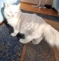 Промоция! Турски Ангорски котета , снимка 1 - Ангорски - 40698050