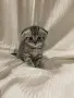 правоухи и клепоухи шотландски котета, снимка 4