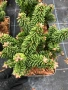 Abies koreana ‘Briljant’ (Корейска ела Брилянт), снимка 3