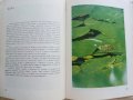 Детско албумче за растения и животни - Н.Меранзова,П.Кръстев, П.Петров - 1971г., снимка 6