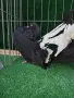 Фенерлии с бели опашки, снимка 2