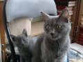 Сини Руски котета , снимка 3