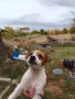 Кучета джак ръсел, снимка 5