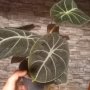 Alocasia Black Velvet, снимка 1 - Стайни растения - 42628483