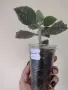 Каланхое, kalanchoe beharensis Fang, снимка 2