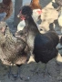 кокошки, снимка 6