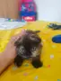 Прекрасни Шотландски Клепоухи котенца (Scottish Fold), снимка 2