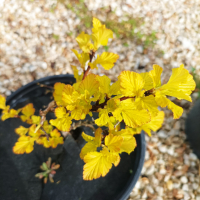 Физокарпус жълт, Physocarpus opulifolius ‘Dart’s Gold’, снимка 13 - Градински цветя и растения - 39879732