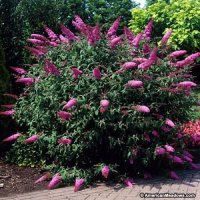  Будлея Розова наслада, Buddleja Pink Delight, снимка 1 - Градински цветя и растения - 39436412