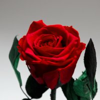 Подарък за Имен Ден / Естествена Вечна Роза в Стъкленица / Оригинален Подарък Жива Вечна Роза, снимка 13 - Подаръци за имен ден - 38771445