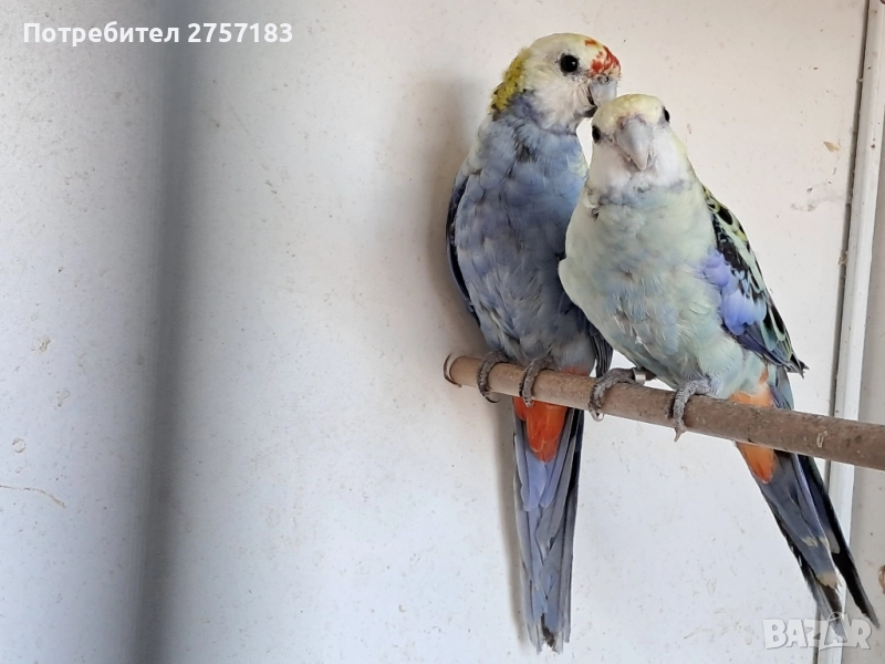 продавам чифт белоглава розела, снимка 1