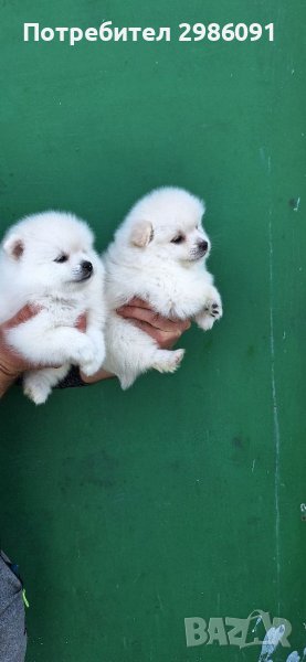 Померан пумеран бебета, снимка 1