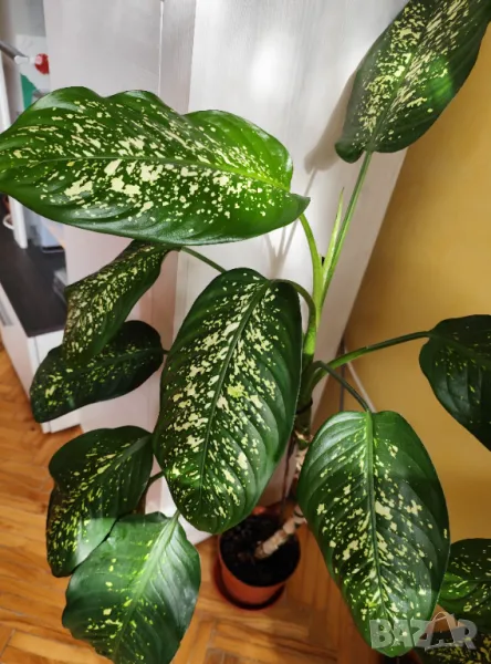 Дифенбахия-стайно растение, снимка 1