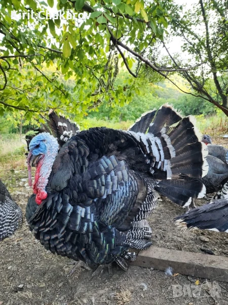 Пуйки,Пуяци и Пуйчета., снимка 1