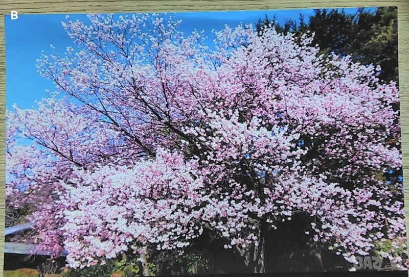 Снимка от Япония - Сакура, снимка 1