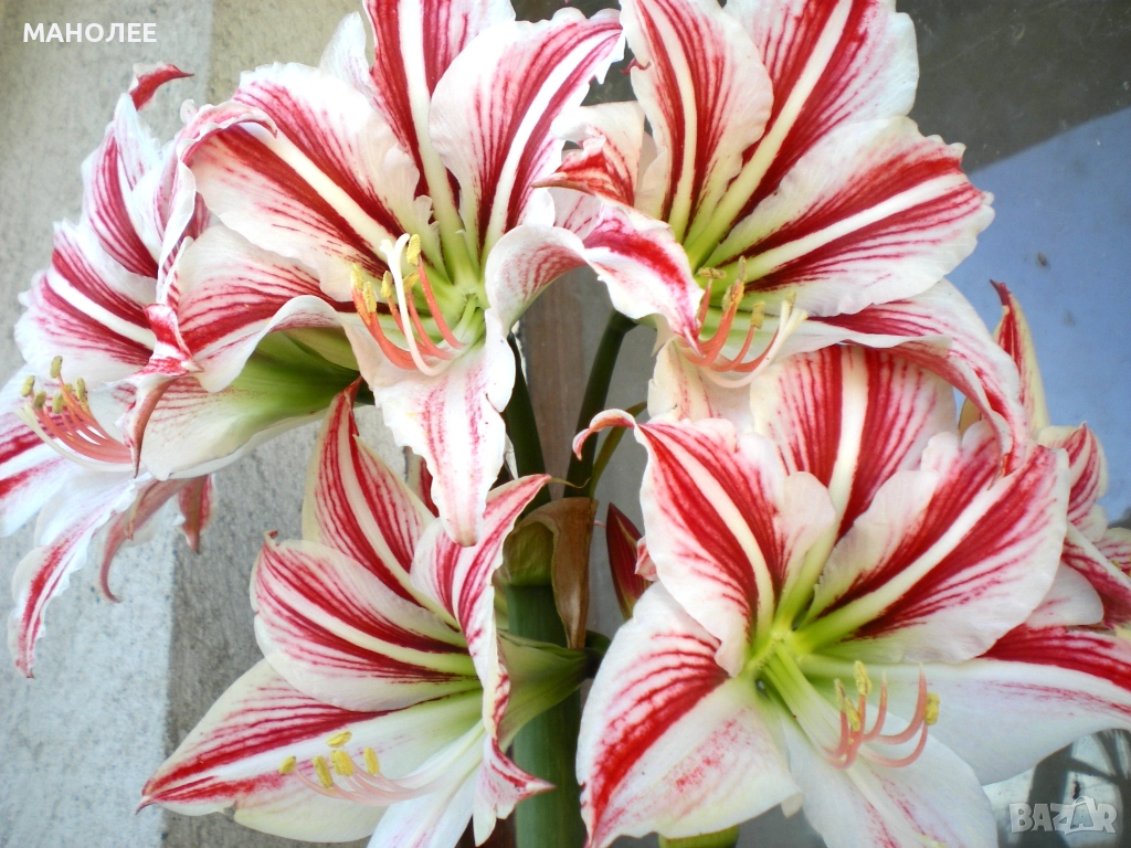 🌺🌺🌺Хипеаструм-2цвята🪷🪷🪷🪷, снимка 1