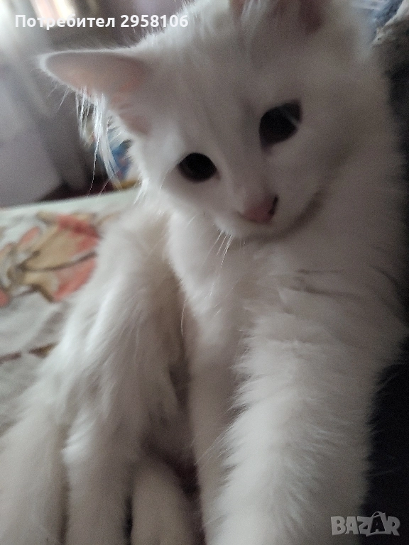 котенца бели,4 мес, снимка 1