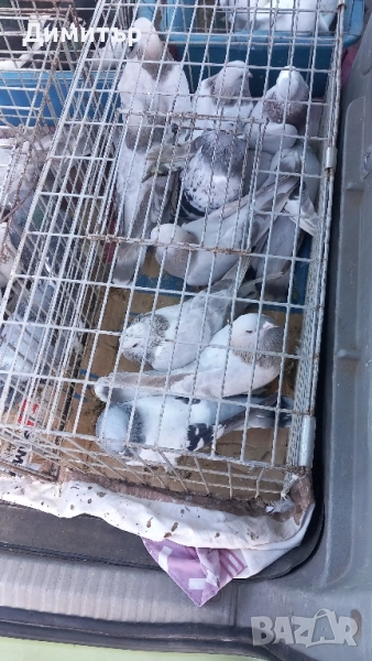 Продавам гълъби Мардини-Турски може и бартер за зайци , снимка 1