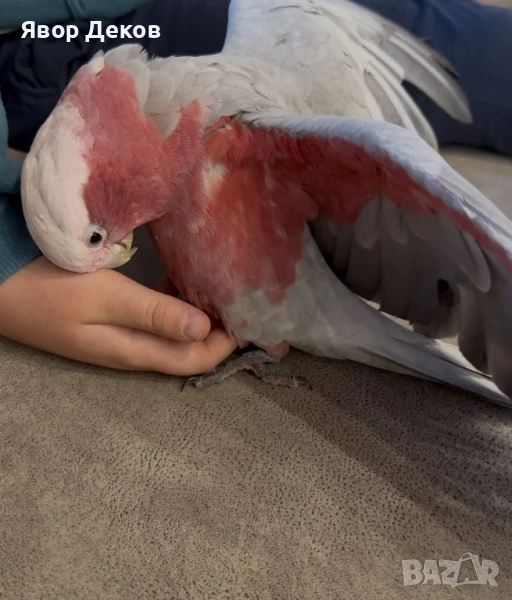 Прекрасно розово какаду на 2 години – дружелюбно!, снимка 1