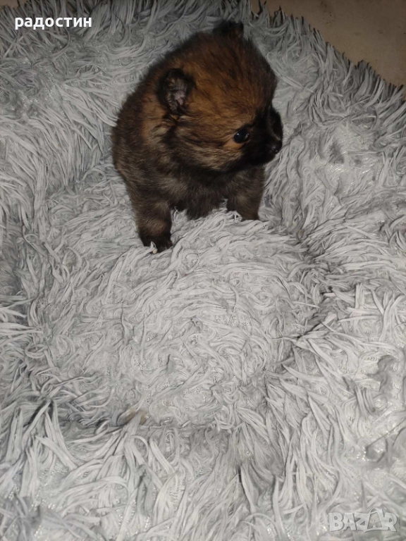 Померанчета мини, снимка 1