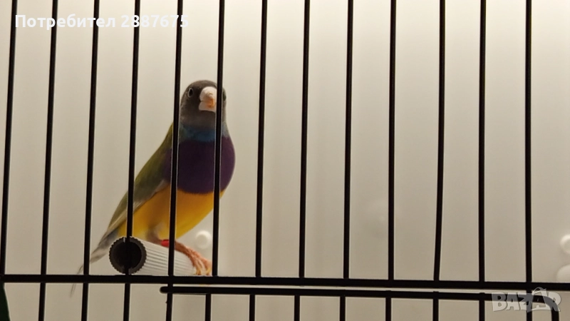 Гулдови амадини, снимка 1