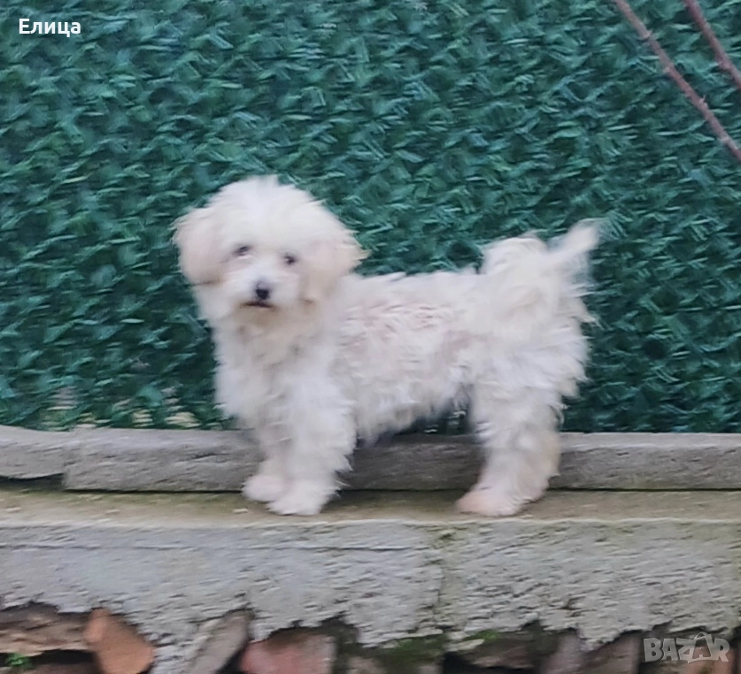 малтийска болонка, снимка 1