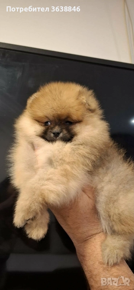 Померан, снимка 1