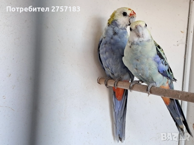 продавам чифт белоглава розела