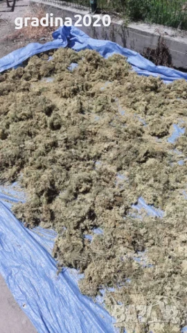  Бъз - Бял   Разсад , снимка 12 - Разсади - 40954906