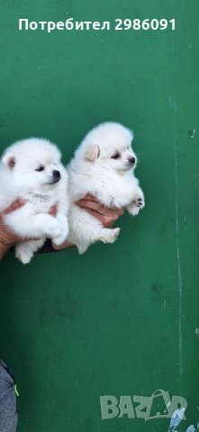 Померан пумеран бебета, снимка 1