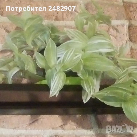 Традесканция , снимка 4 - Стайни растения - 52350279